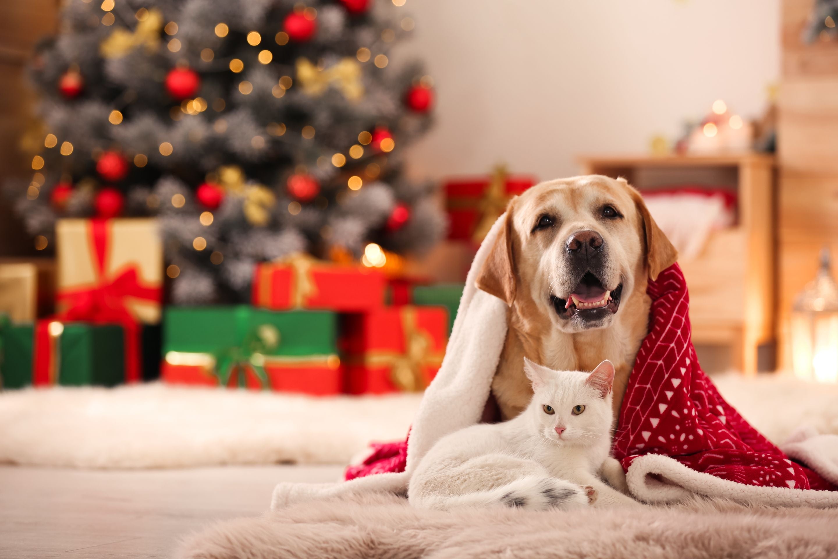 4-tips-for-keeping-your-pets-safe-this-holiday-season-vital-pet-life