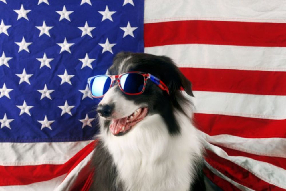 Happy labor 2024 day dog