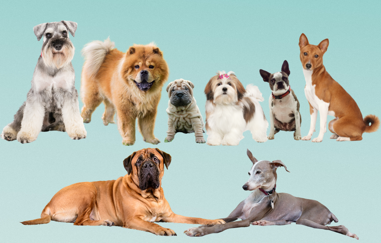 Best dog breeds cheap for working people