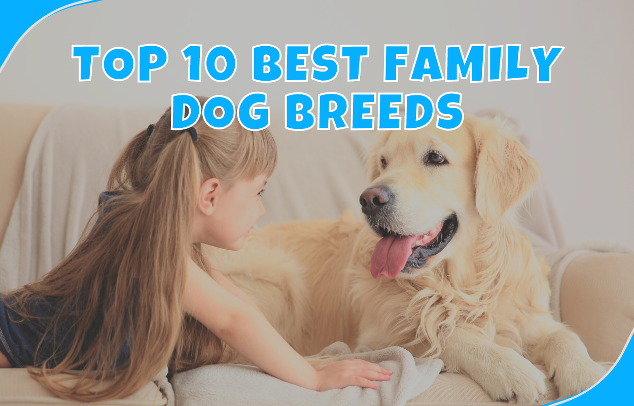 what is the best breed of dog for a family