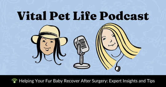 Helping Your Fur Baby Recover After Surgery: Expert Insights and Tips