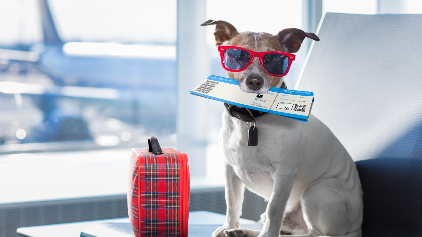 Dog inside the airport