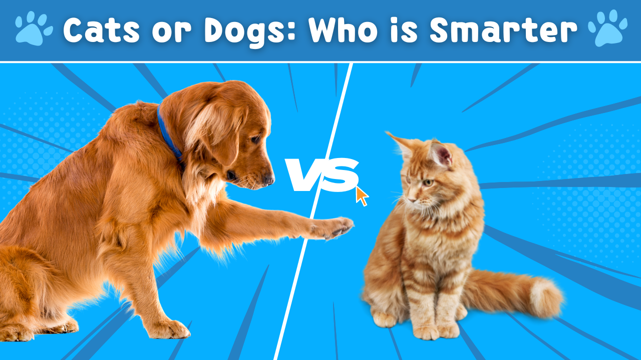 Are Cats Smarter Than Dogs? Let’s Consult Science! – Vital Pet Life