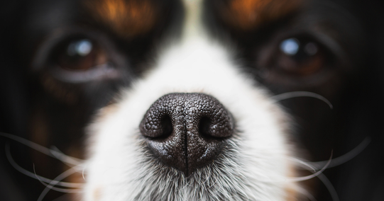 Intrigued Why Dogs Noses are Wet? Here are 5 Reasons