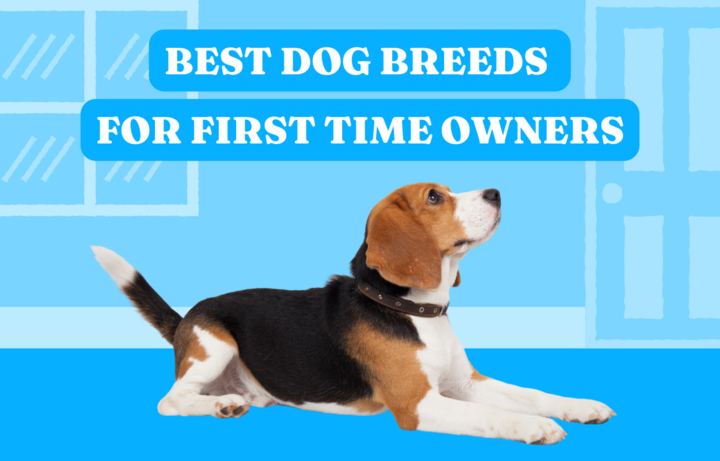 Best Dog Breeds For First Time Owners Vital Pet Life