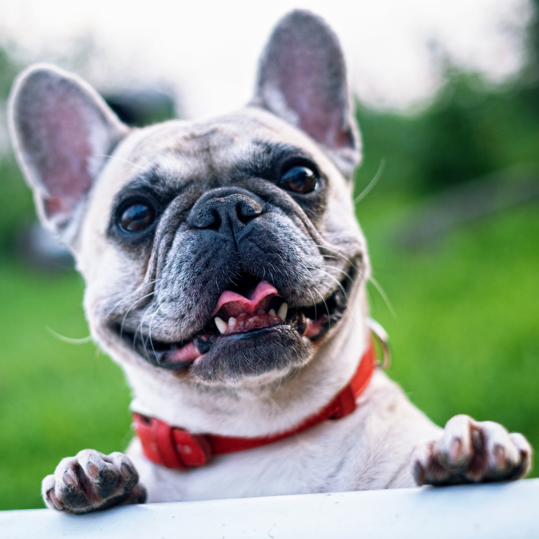 Dog in a field