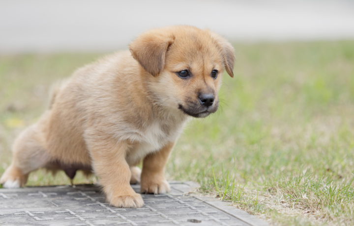 How Long Does It Take to Potty Train a Puppy