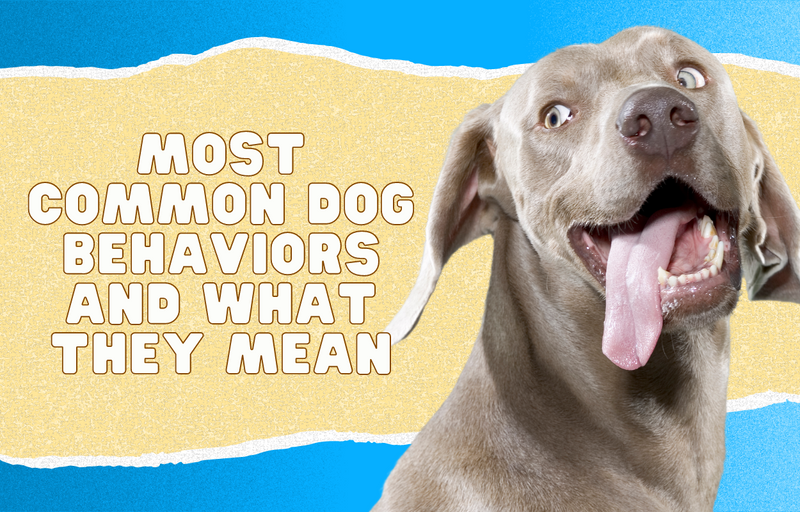 Most Common Dog Behaviors