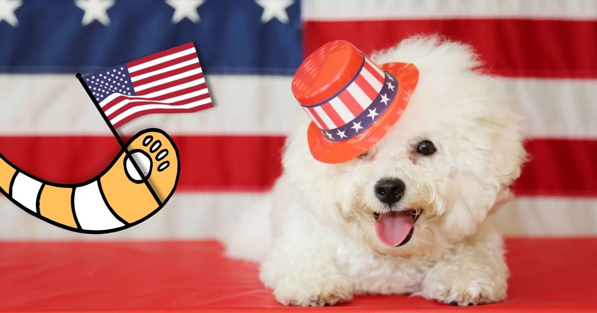 Blog posts Celebrating 4th of July with pets