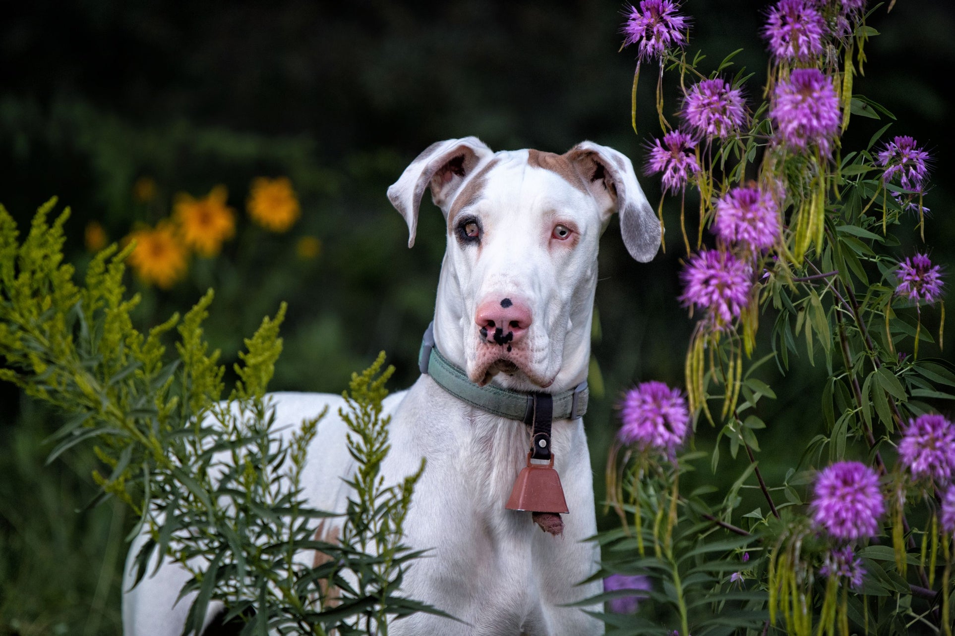 Deaf dog in the garden