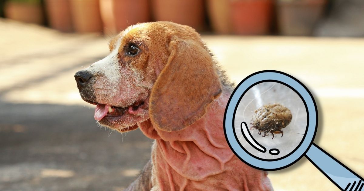 how do you treat mange in dogs