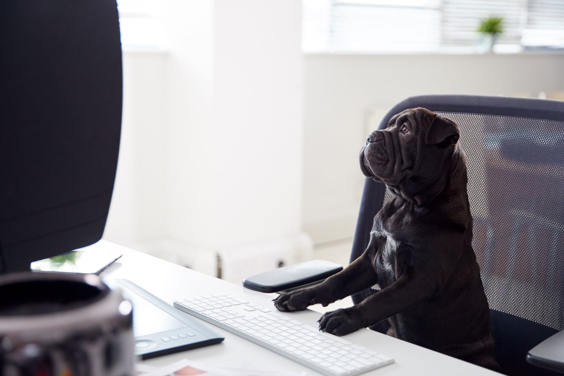 Dog sitting on office chair