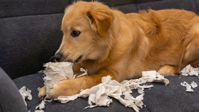 Dog destroying things