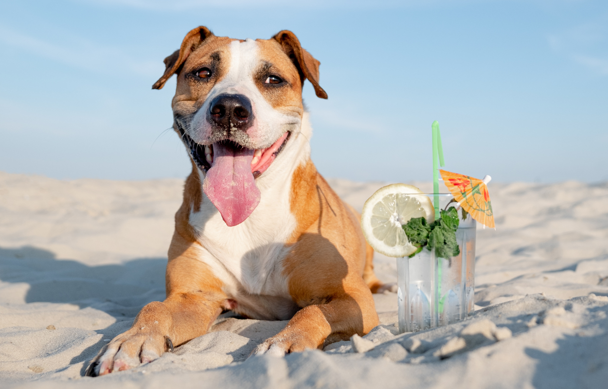 Heat stroke in dogs