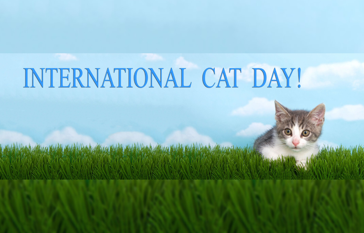 International Cat Day History and Celebration Vital Pet Life