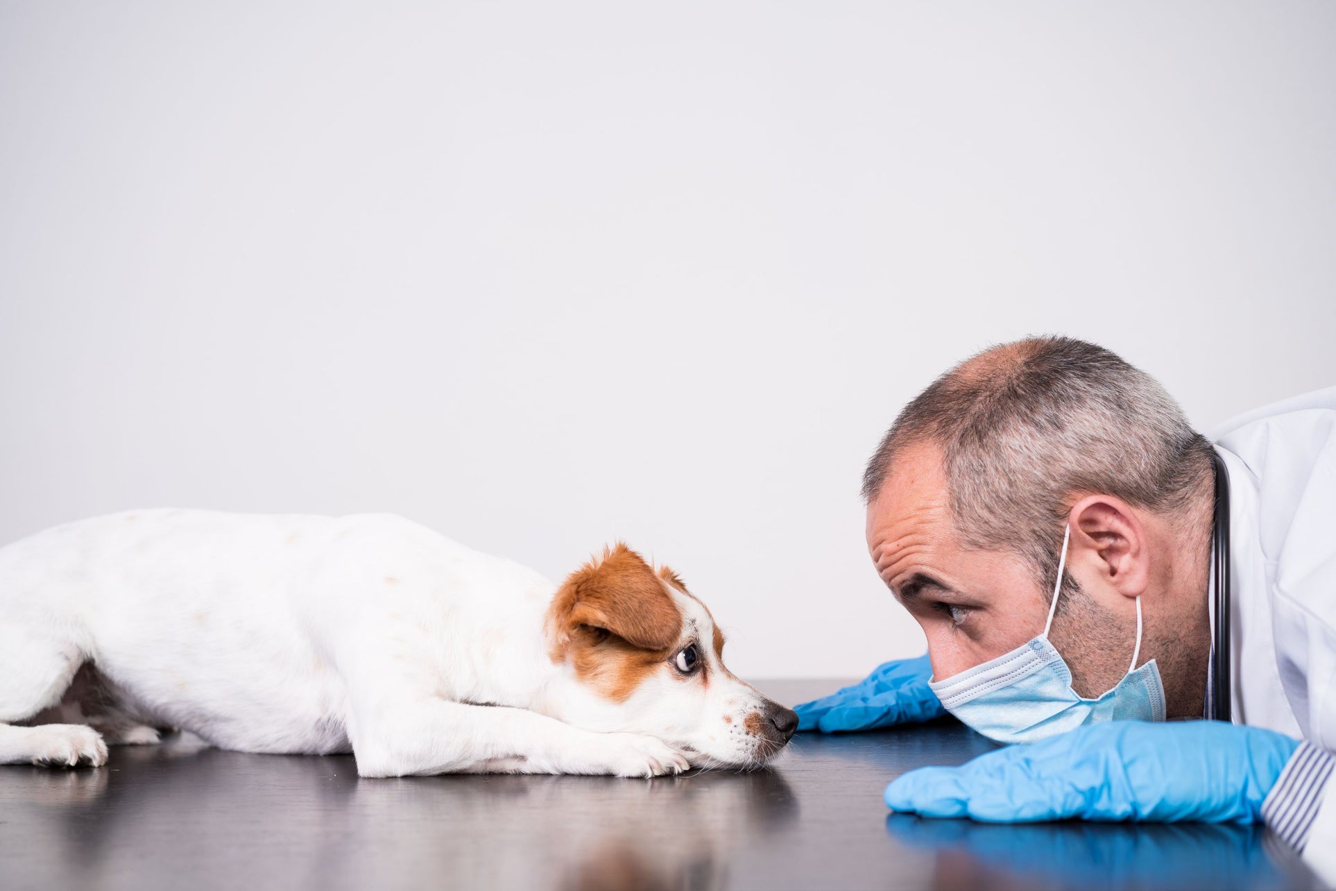 Veterinarian with a dog