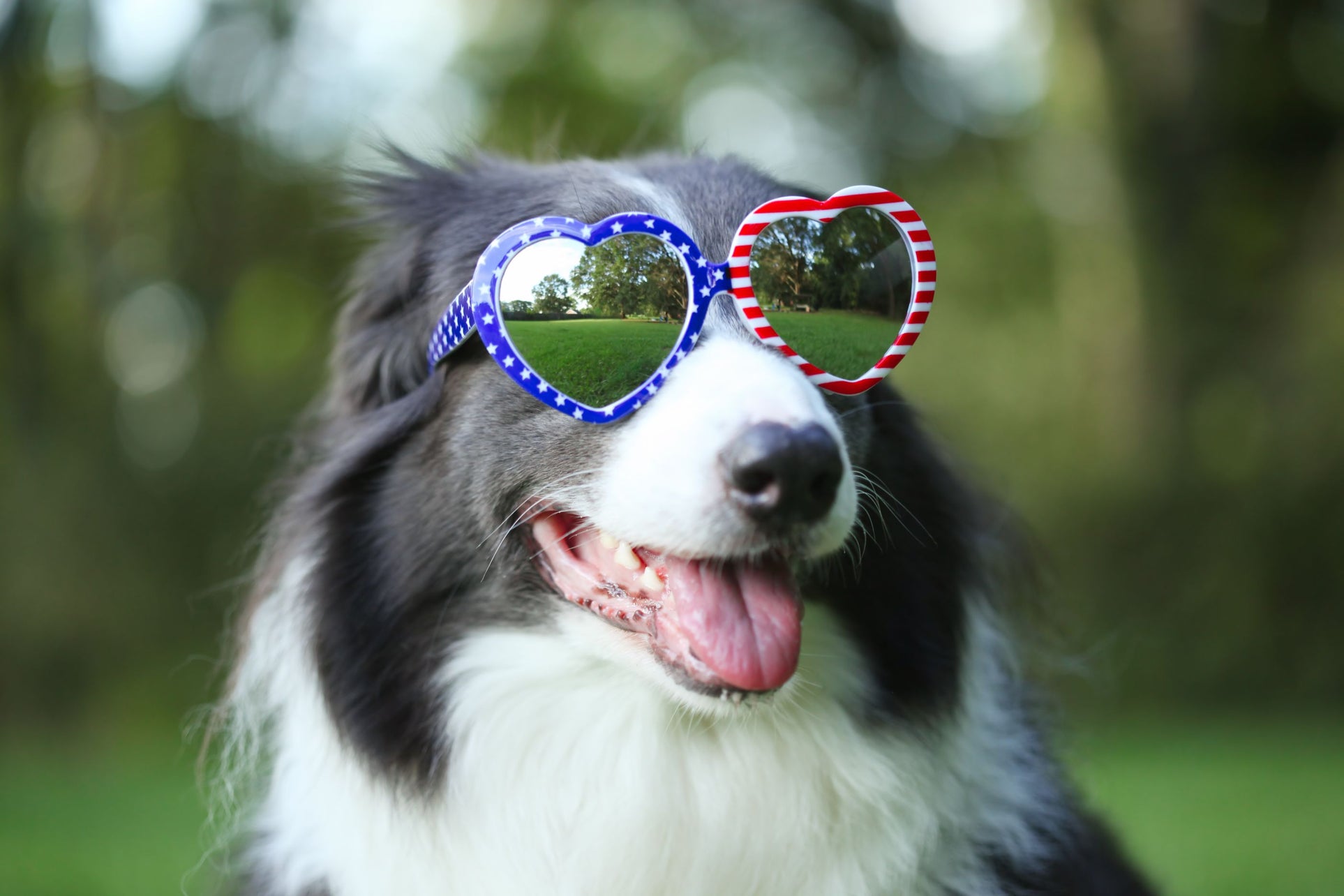Celebrate Memorial Day with Pets