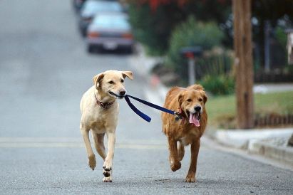 Two dogs walking together