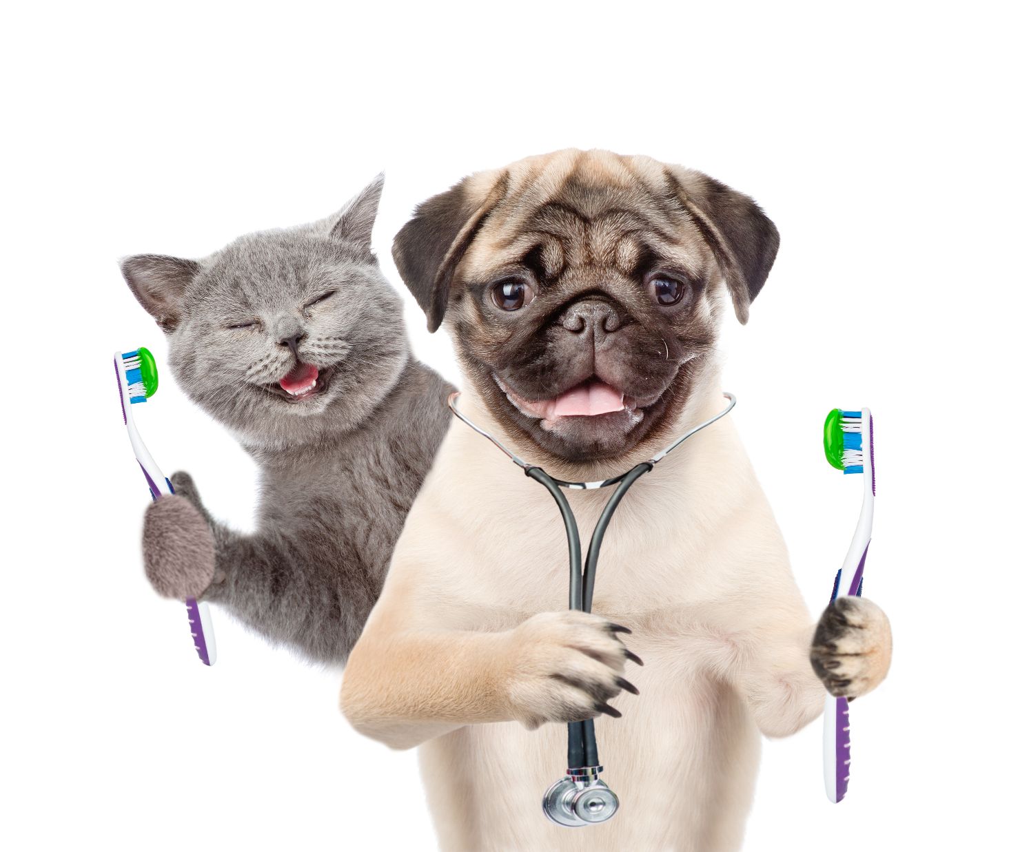 Dog and Cat with toothbrush on their paws