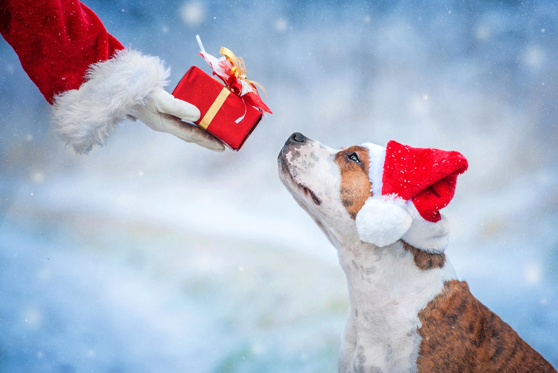 Dog wearing santa hat and receiving present