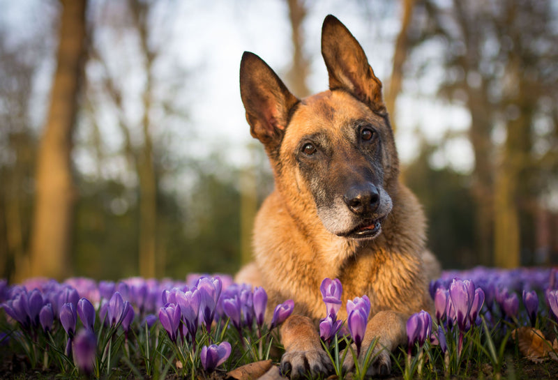 Senior dog in garden