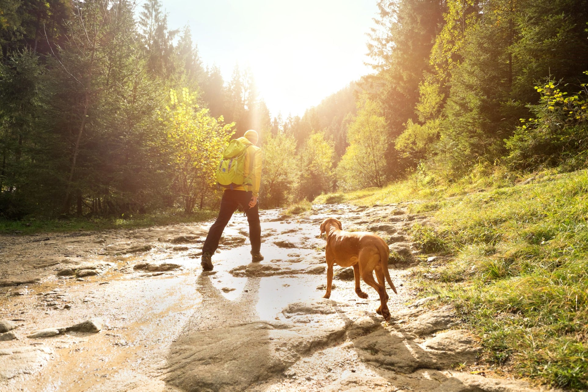 Take your dog on a hike day