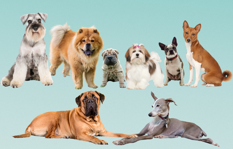 Top 8 Dog Breeds for Busy People