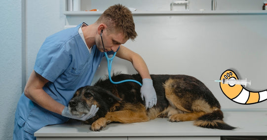 Veterinarian with a dog