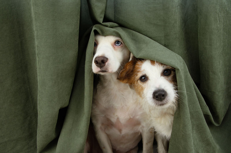 2 dogs having anxiety