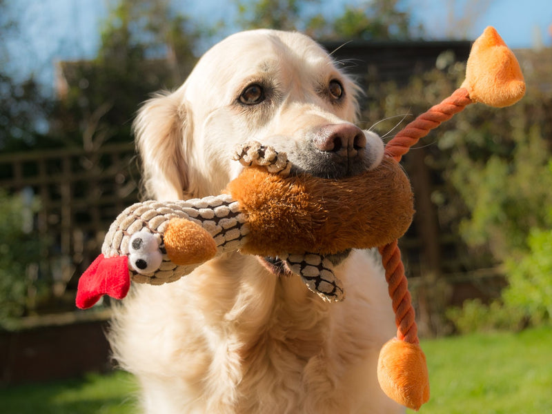 Dog playing fetch