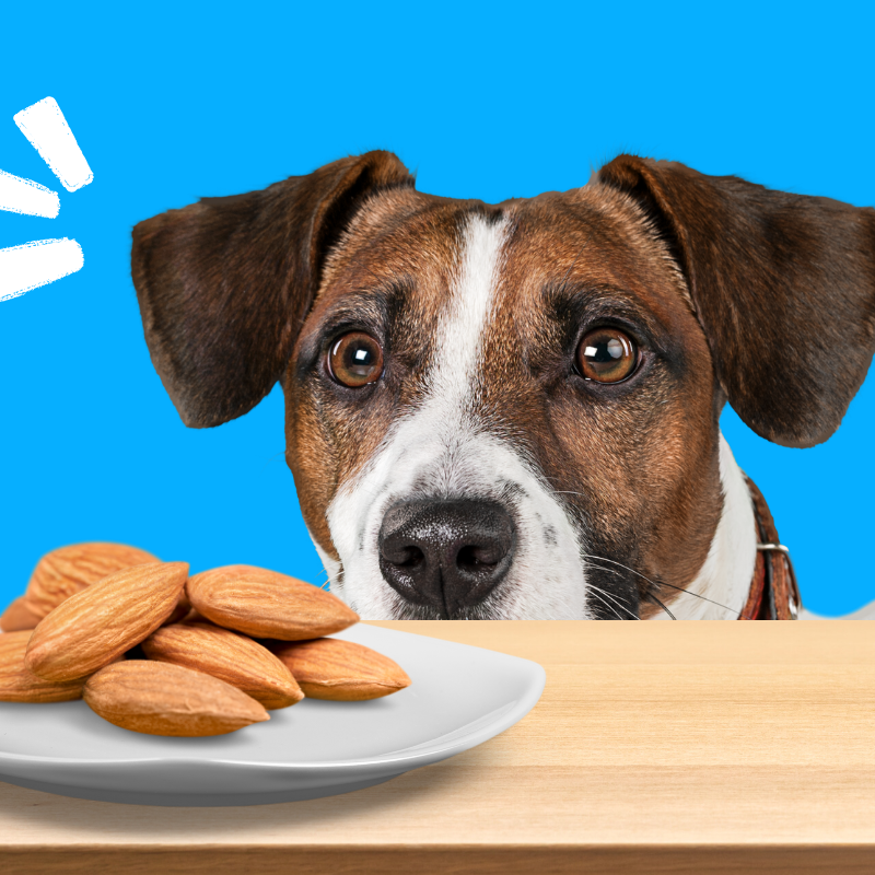 The Nut Cracker Can Dogs Eat Almonds Vital Pet Life