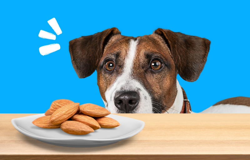 can dogs eat almonds