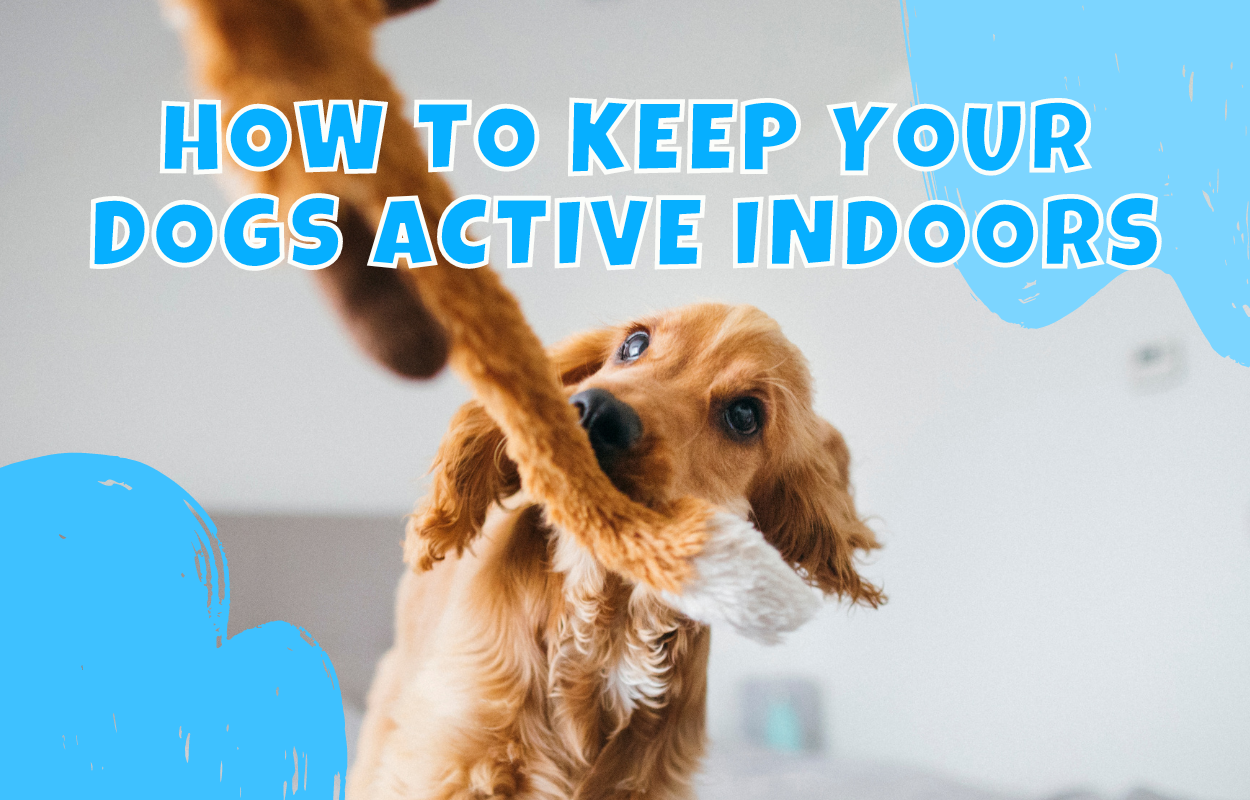 How to Keep Your Dogs Active Indoors – Vital Pet Life