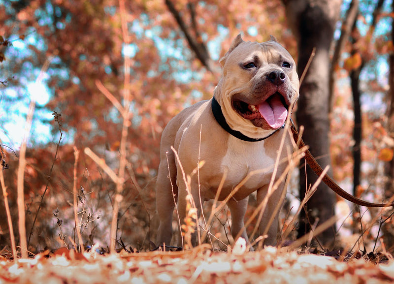 Myths and Facts About Pit Bulls