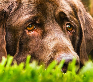 Canine with Lymphoma