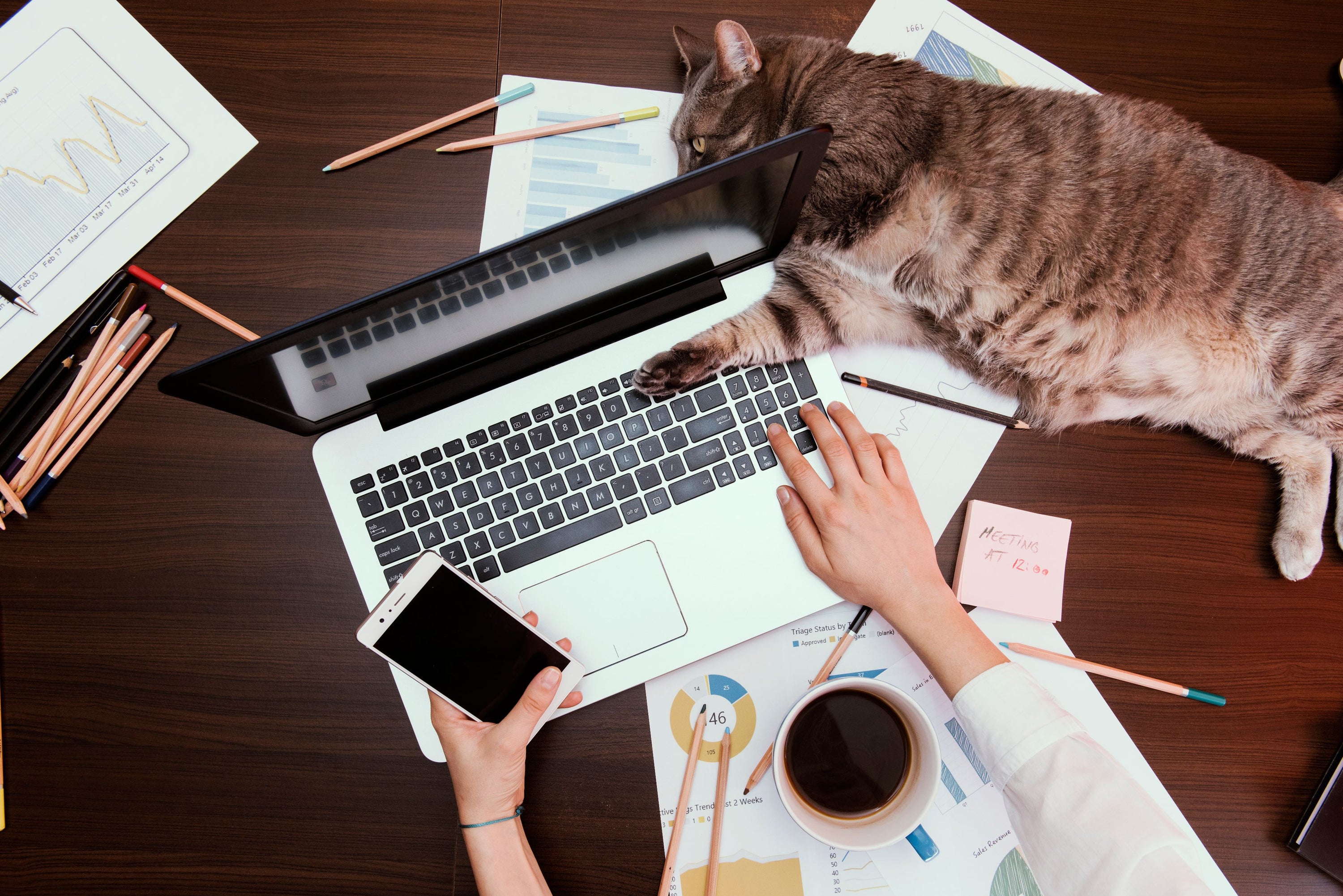 Tips for Bringing Your Cat to Work Vital Pet Life